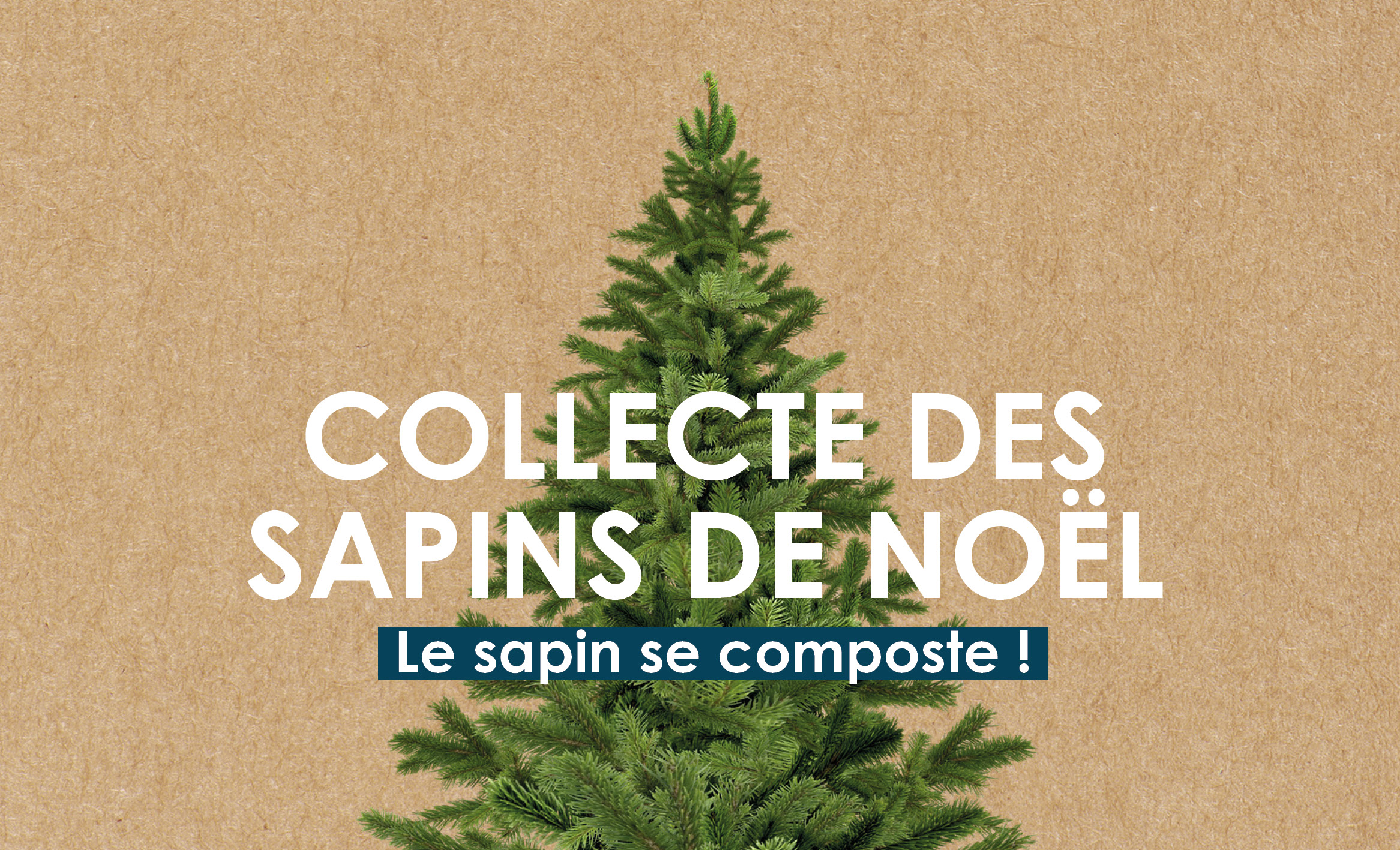 Collecte%20sapins