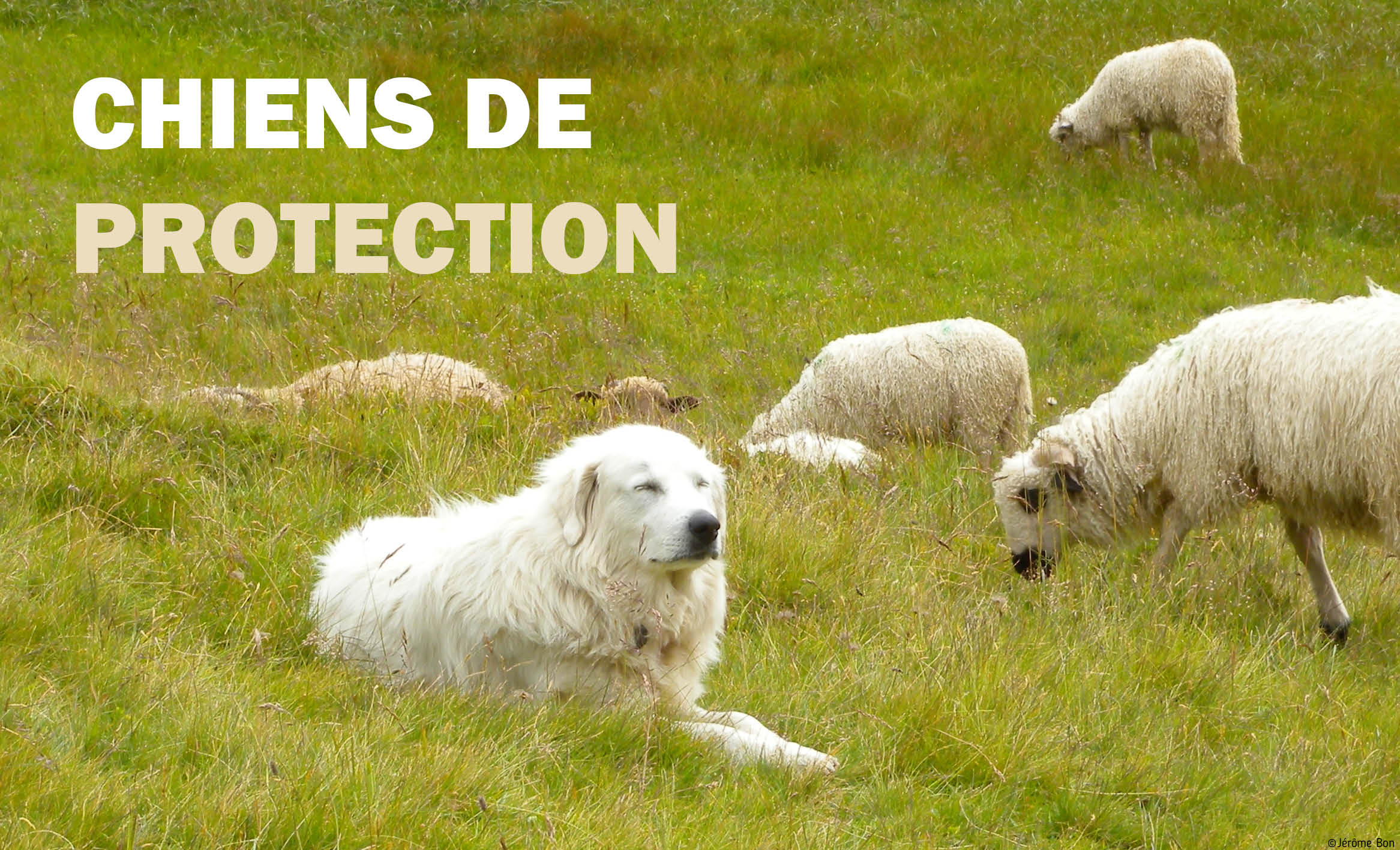 Chiens%20de%20protection