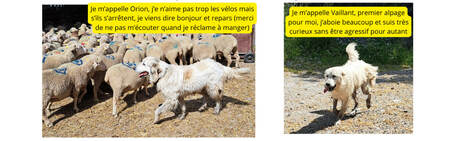Chiens 1