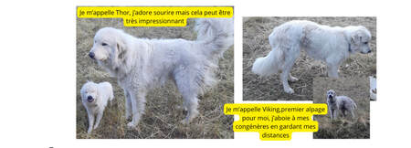 Chiens 2